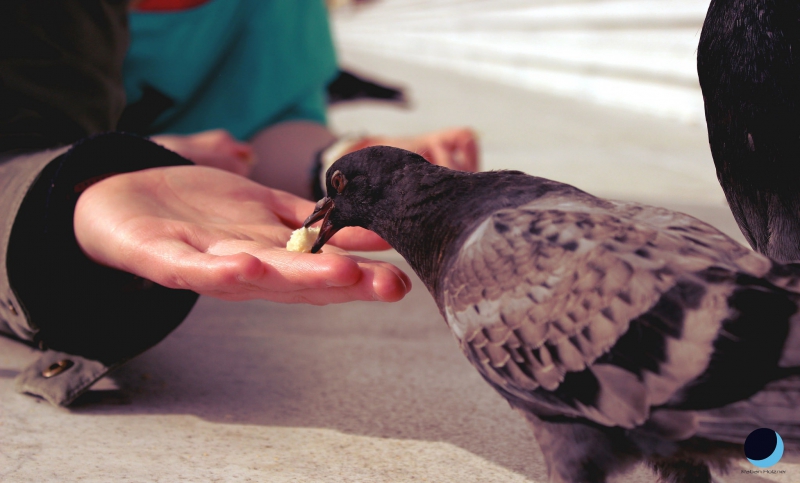 illegal pigeon feeding in paris raban holzner flickr